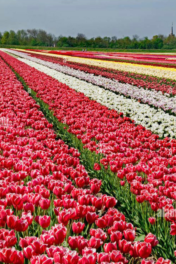 Polder